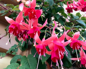 Fuchsia flower  Etsy