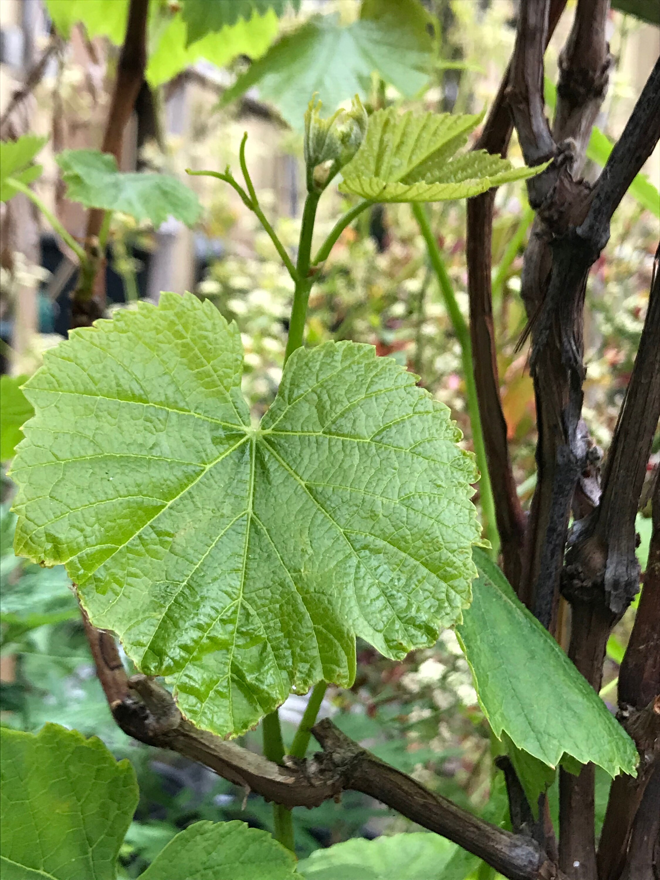 Grape Vine thin leaf Cutting Board