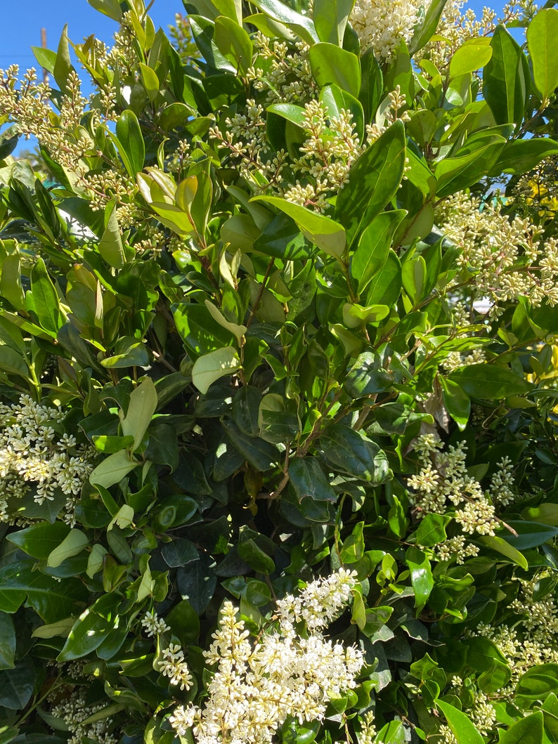 6 Waxleaf Ligustrum Cuttings Etsy
