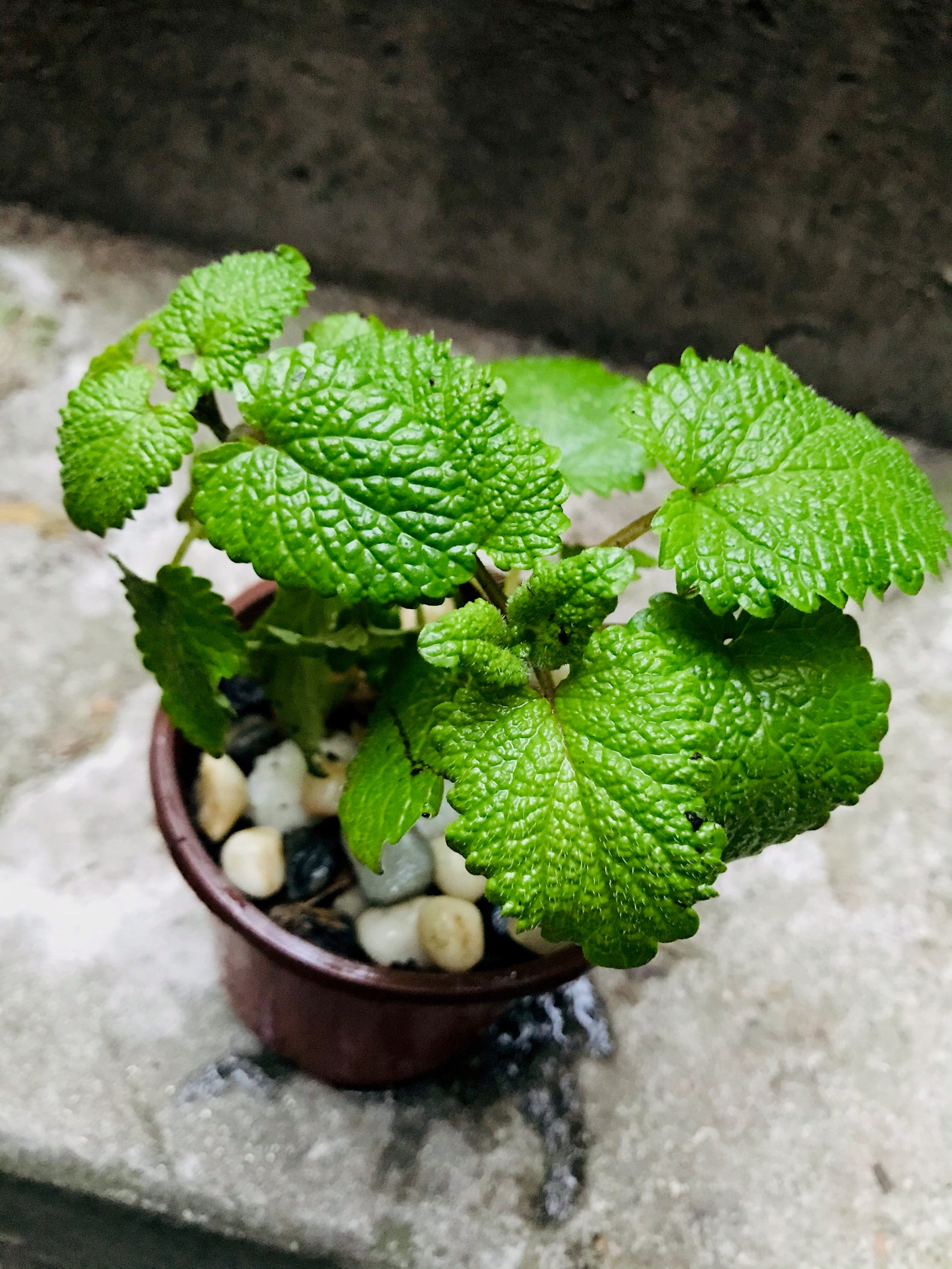 2-live-lemon-balm-plants-etsy