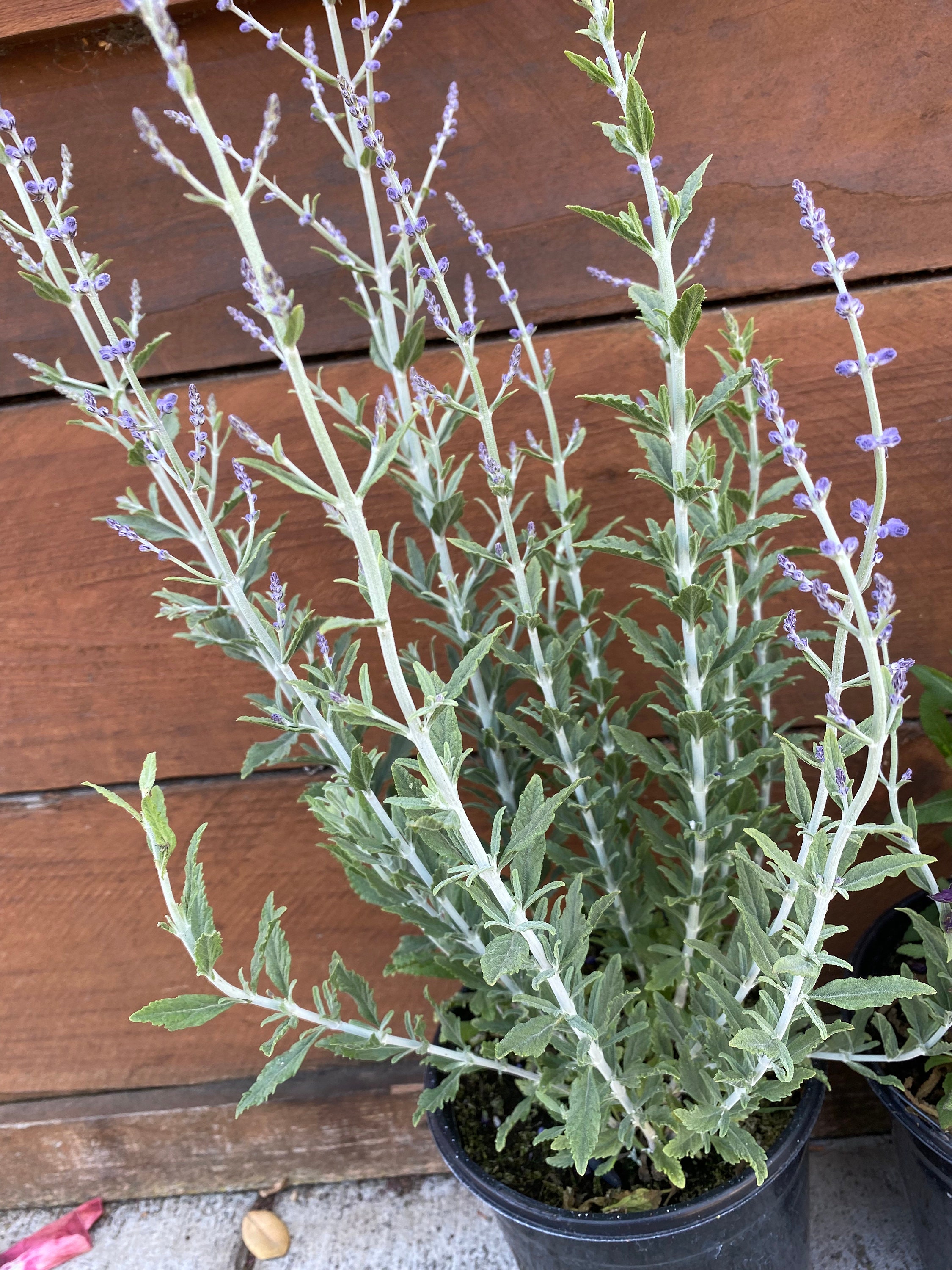 6 Cuttings in Total. Russian Sage Meadow Sage Blue Anise | Etsy