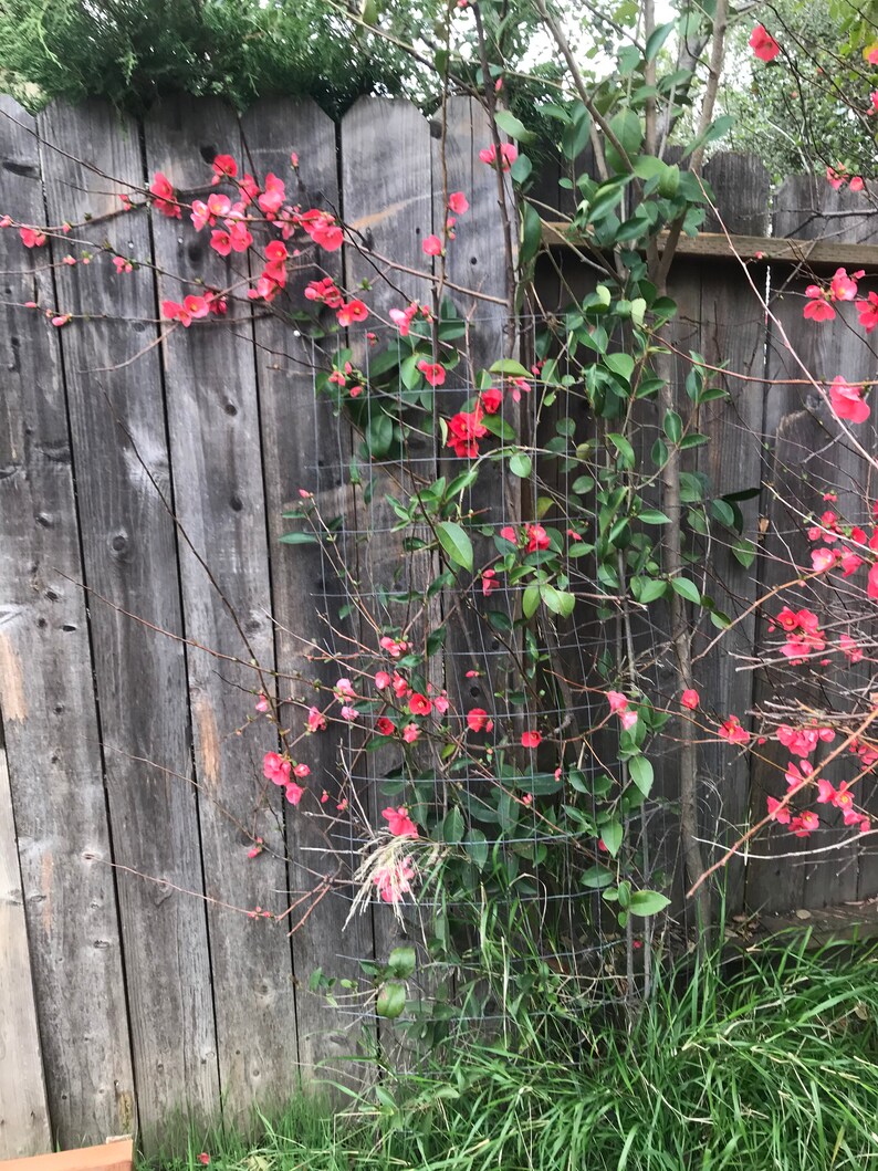 4 Flowering Quince Chaenomeles Cuttings for Etsy