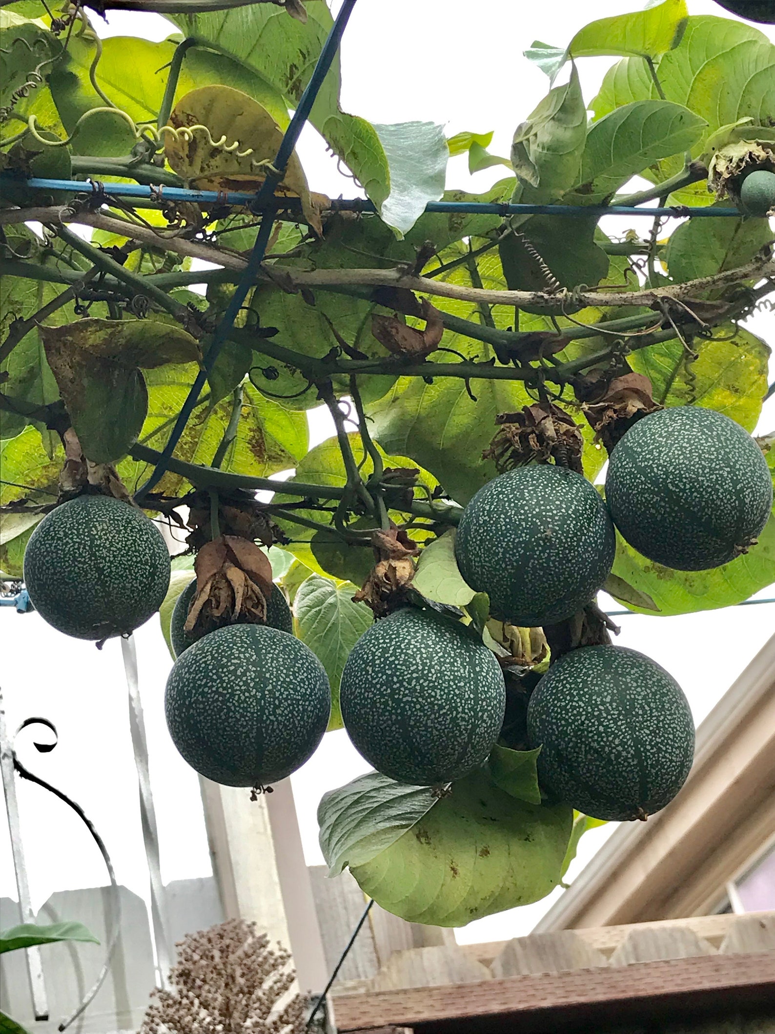 4 Rare Golden Passion Fruit Cuttings for Propagation Etsy