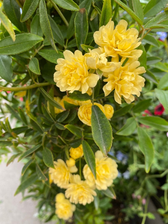 2 RARE Yellow Lady Banks Climbing Rose Cuttings for Etsy