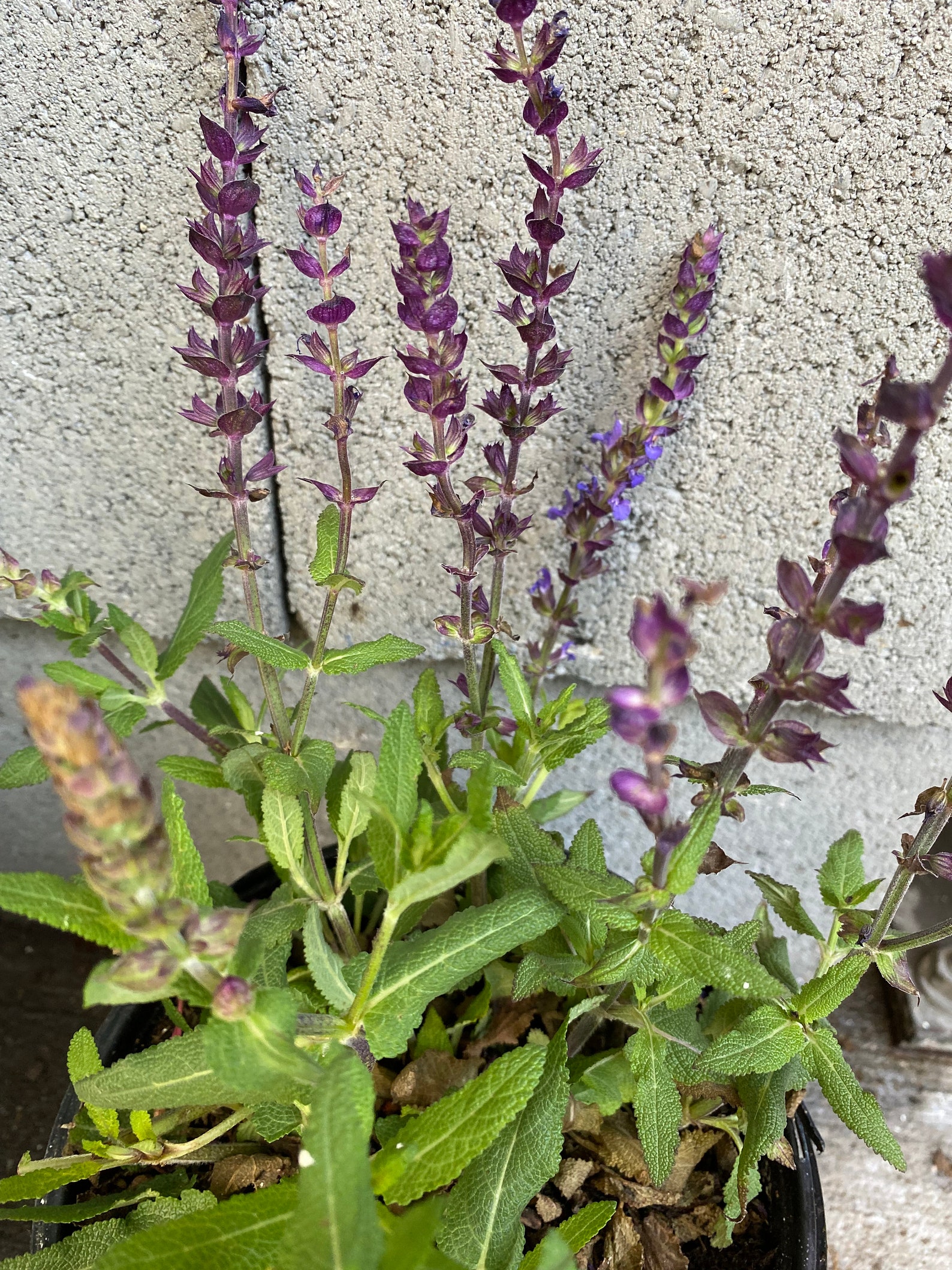 6 Cuttings in Total. Russian Sage Meadow Sage Blue Anise | Etsy