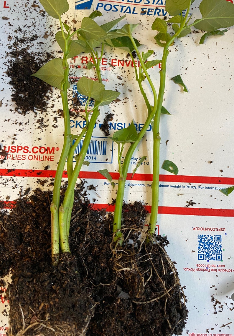 4 Live Sweet Potato yam Starter Plants Etsy