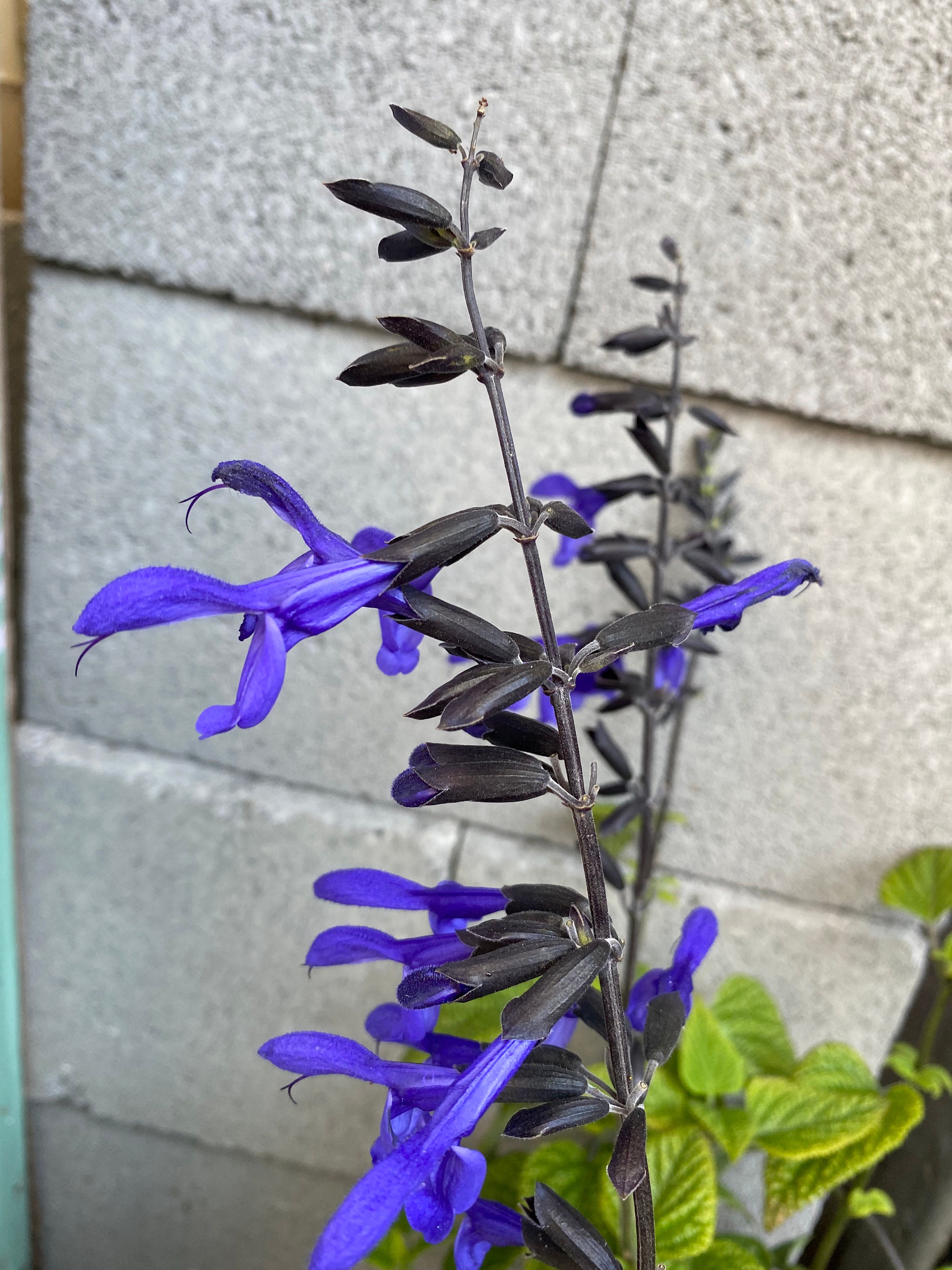 6 Cuttings in Total. Russian Sage Meadow Sage Blue Anise | Etsy