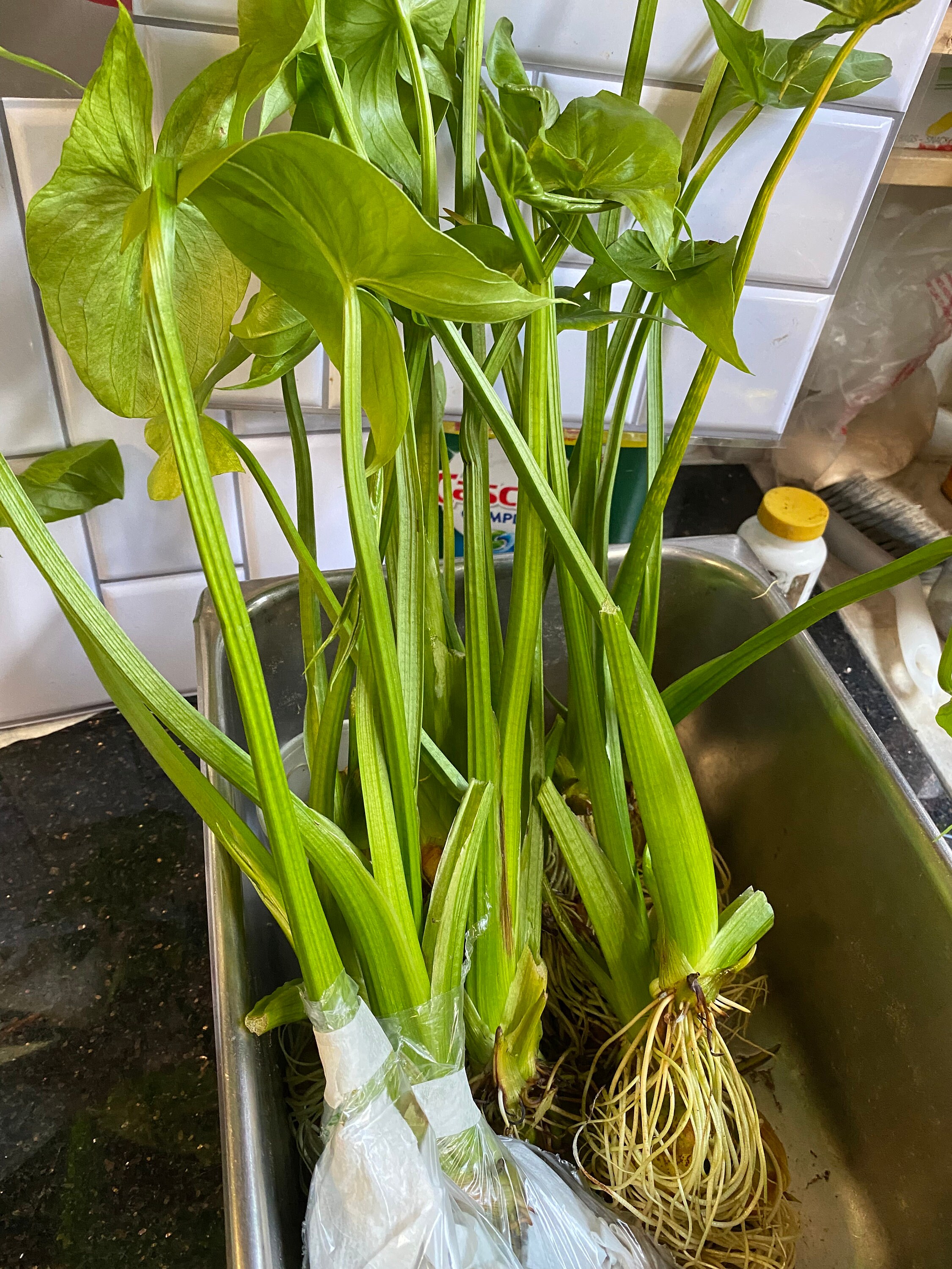 arrowhead plant chinese new year
