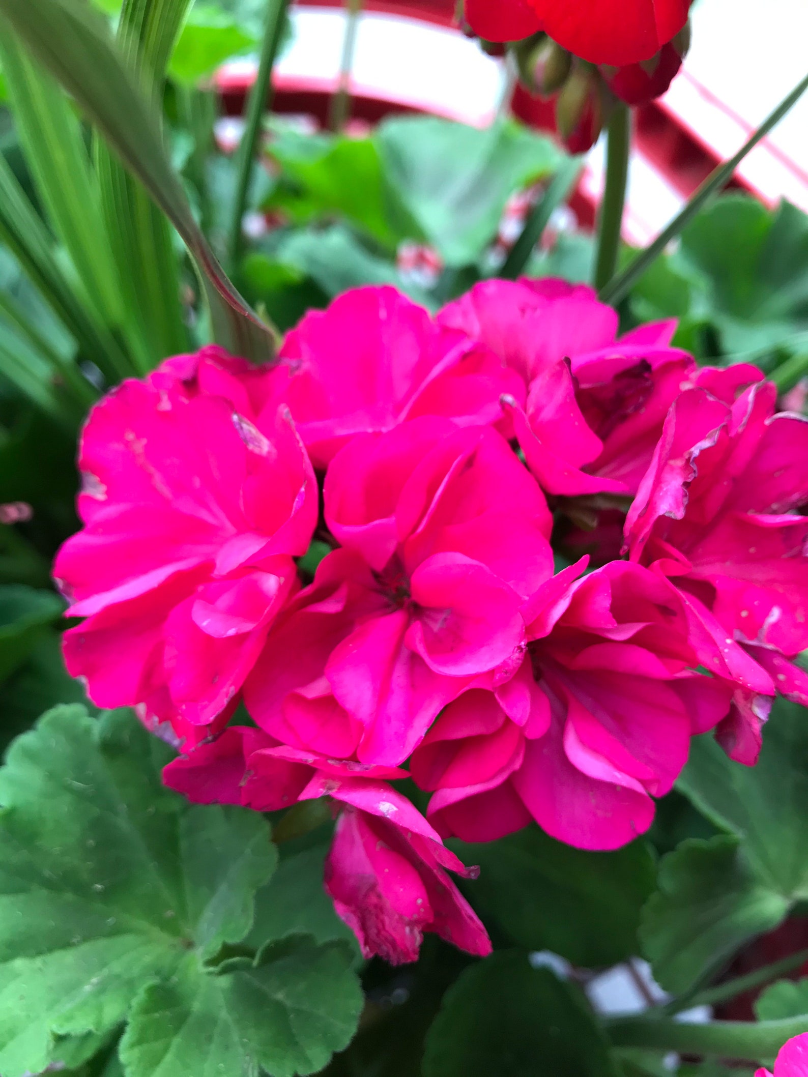 5 Geranium Cuttings In 5 Different Colors for Easy Etsy