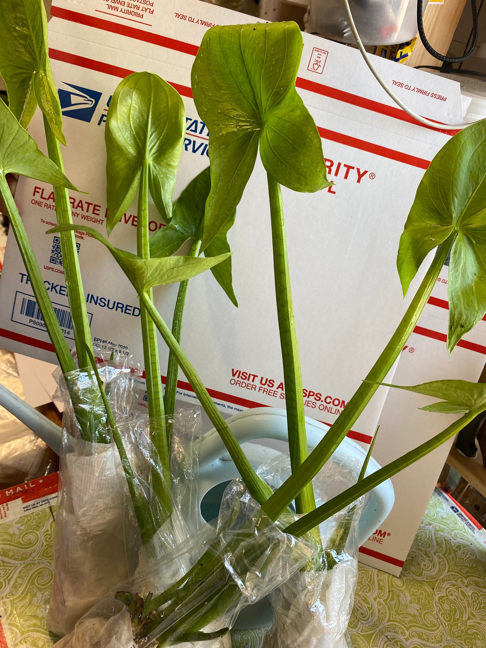 4 Edible Chinese Arrowhead Plants 蒔菇 Etsy