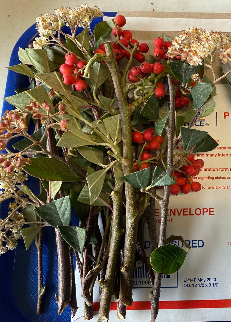 6 Winterberry Holly Shrubs Fresh Cuttings for Propagation Etsy