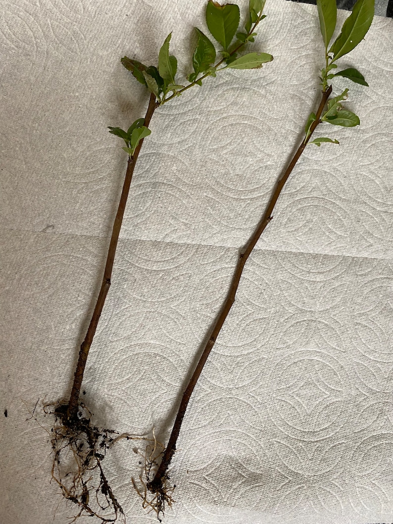 4 Flowering Quince Chaenomeles Cuttings for Etsy