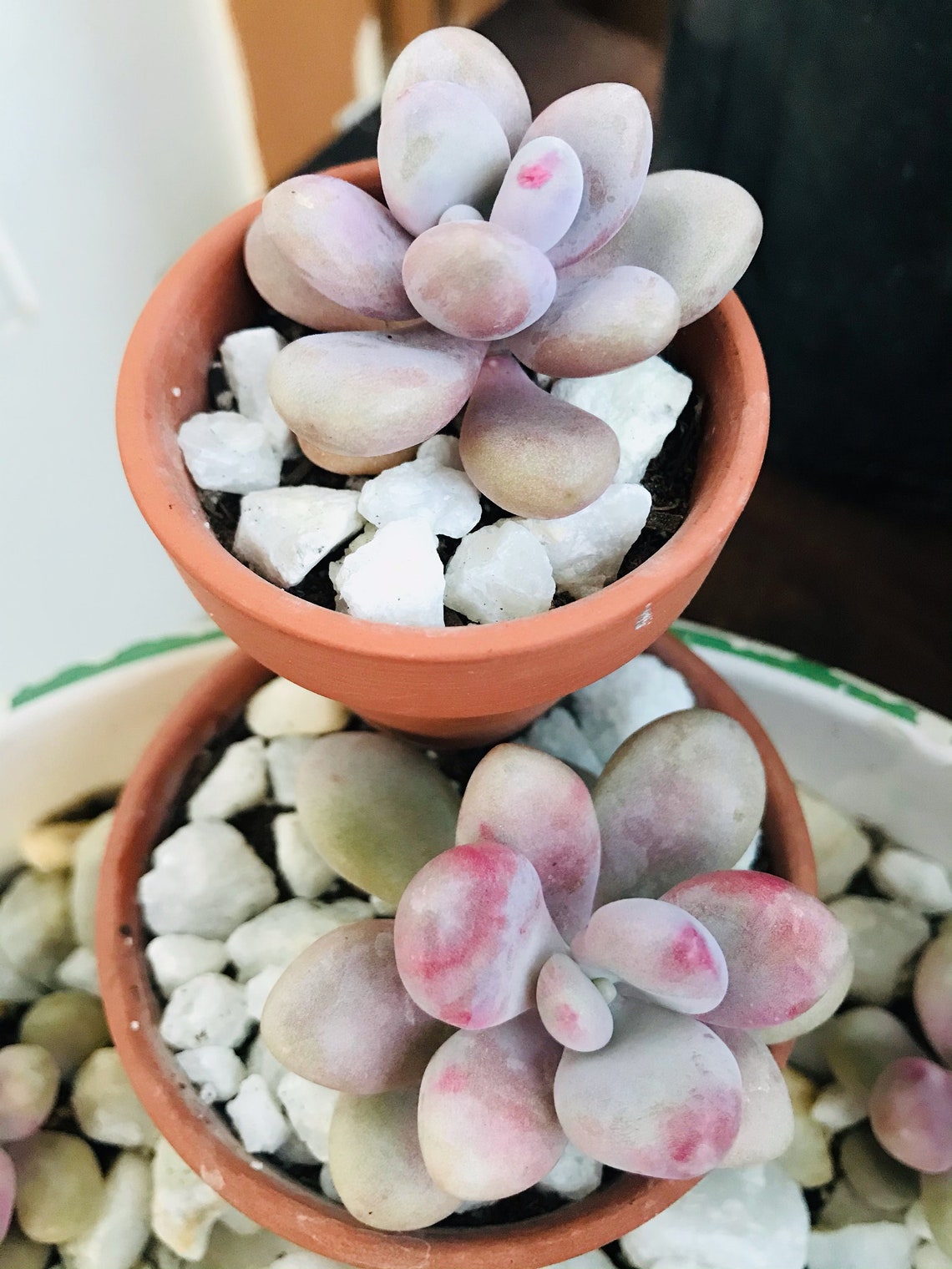 3 Moonstone Succulent in 2 pot each Etsy