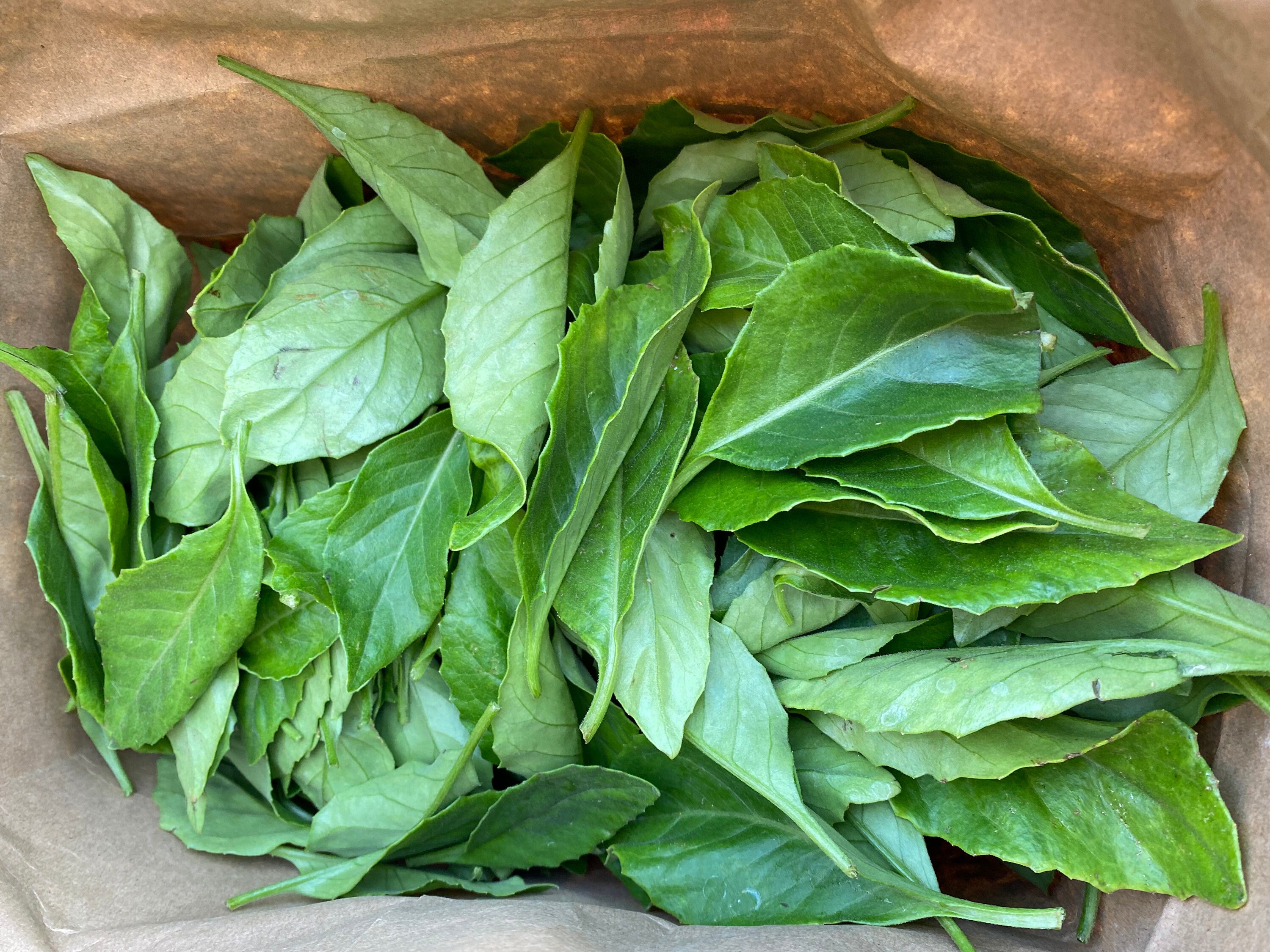 12 Longevity Spinach Cuttings for Propagation Etsy