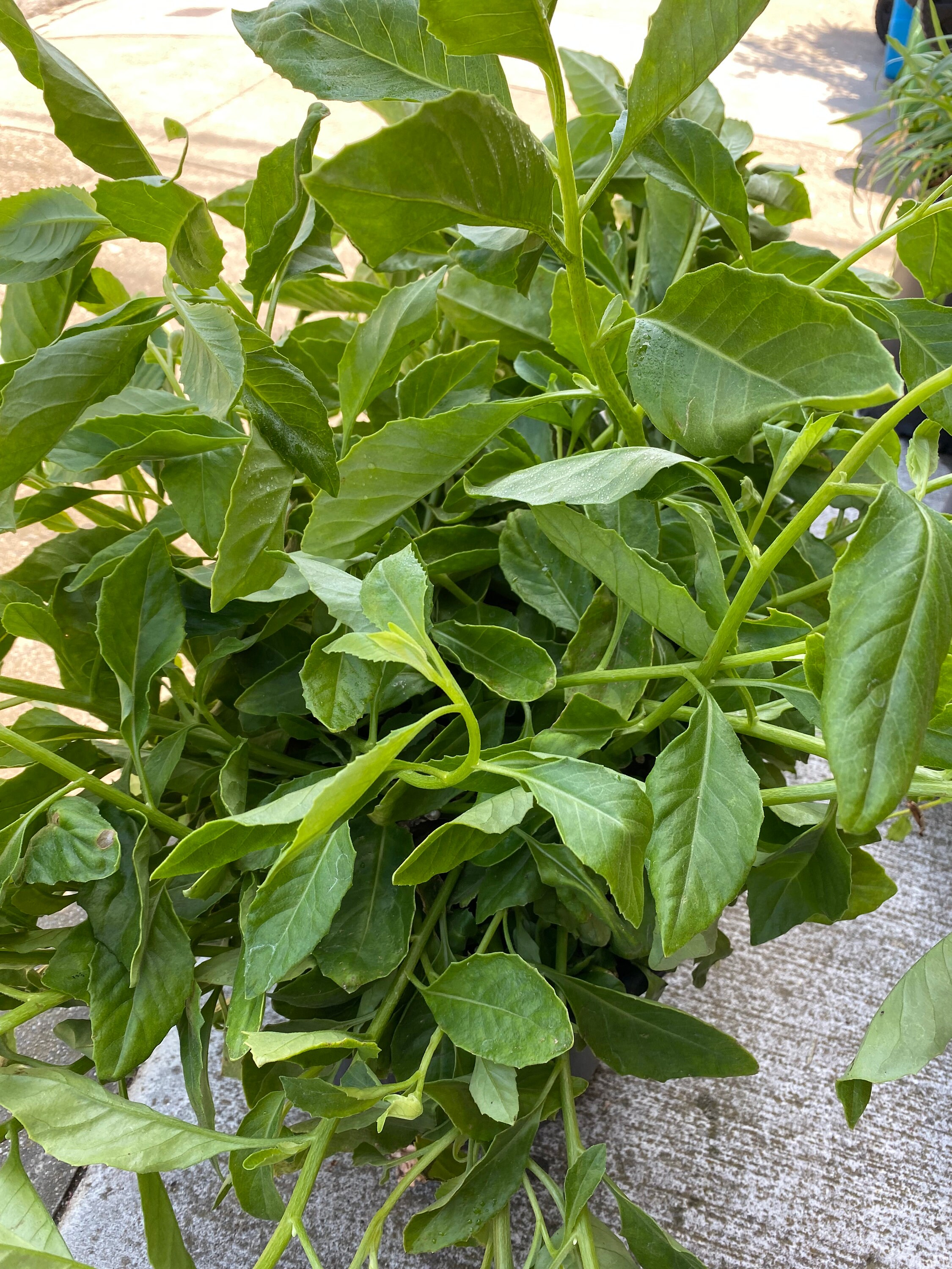 12 Longevity Spinach Cuttings for Propagation Etsy