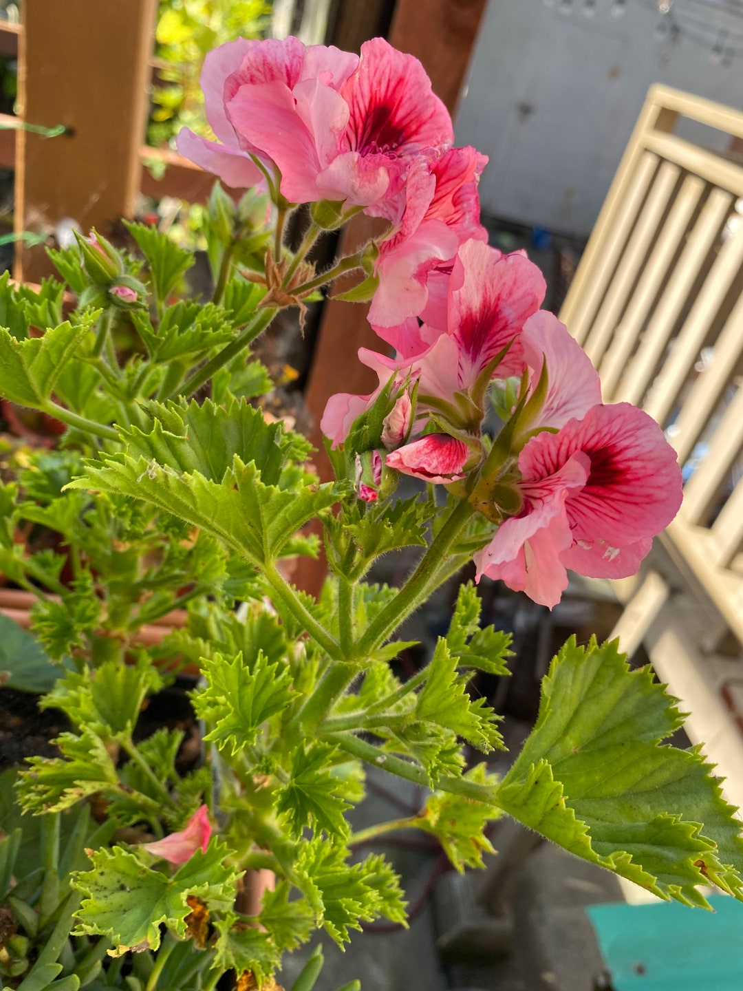 3 Geranium Cuttings in 3 Different Color Randomly Cut Form My Etsy