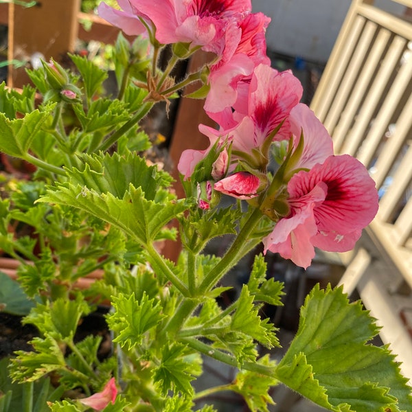 Geranium Cuttings Etsy