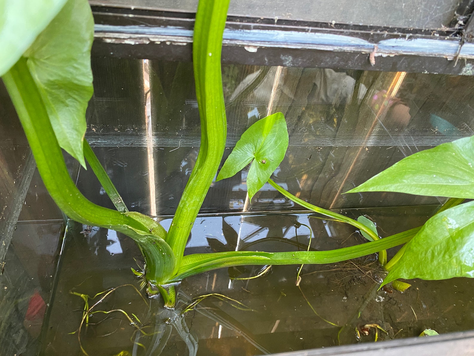 4 Edible Chinese Arrowhead Plants 蒔菇 Etsy