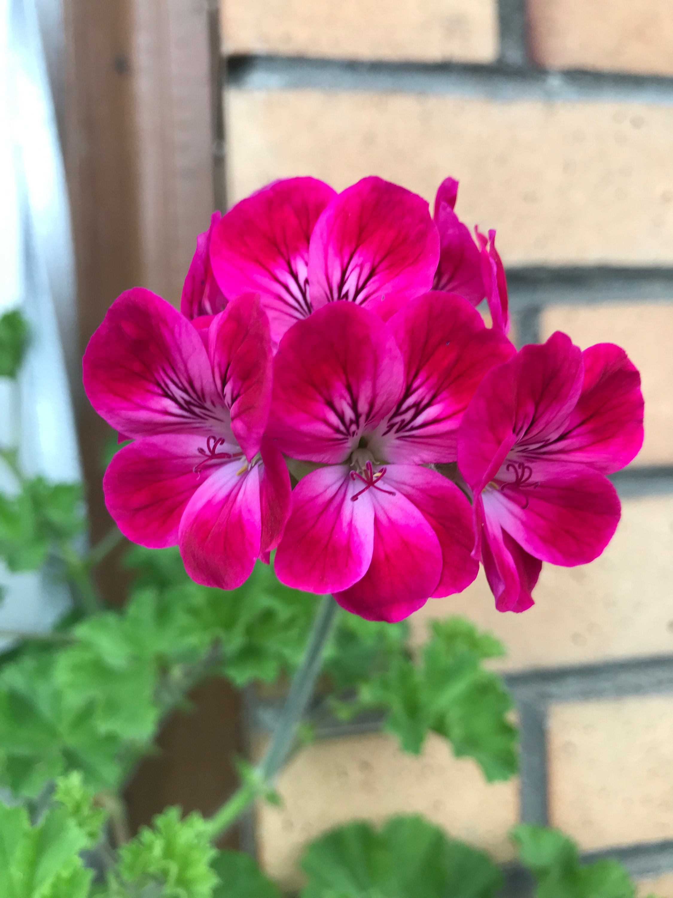 5 Geranium Cuttings In 5 Different Colors for Easy Etsy