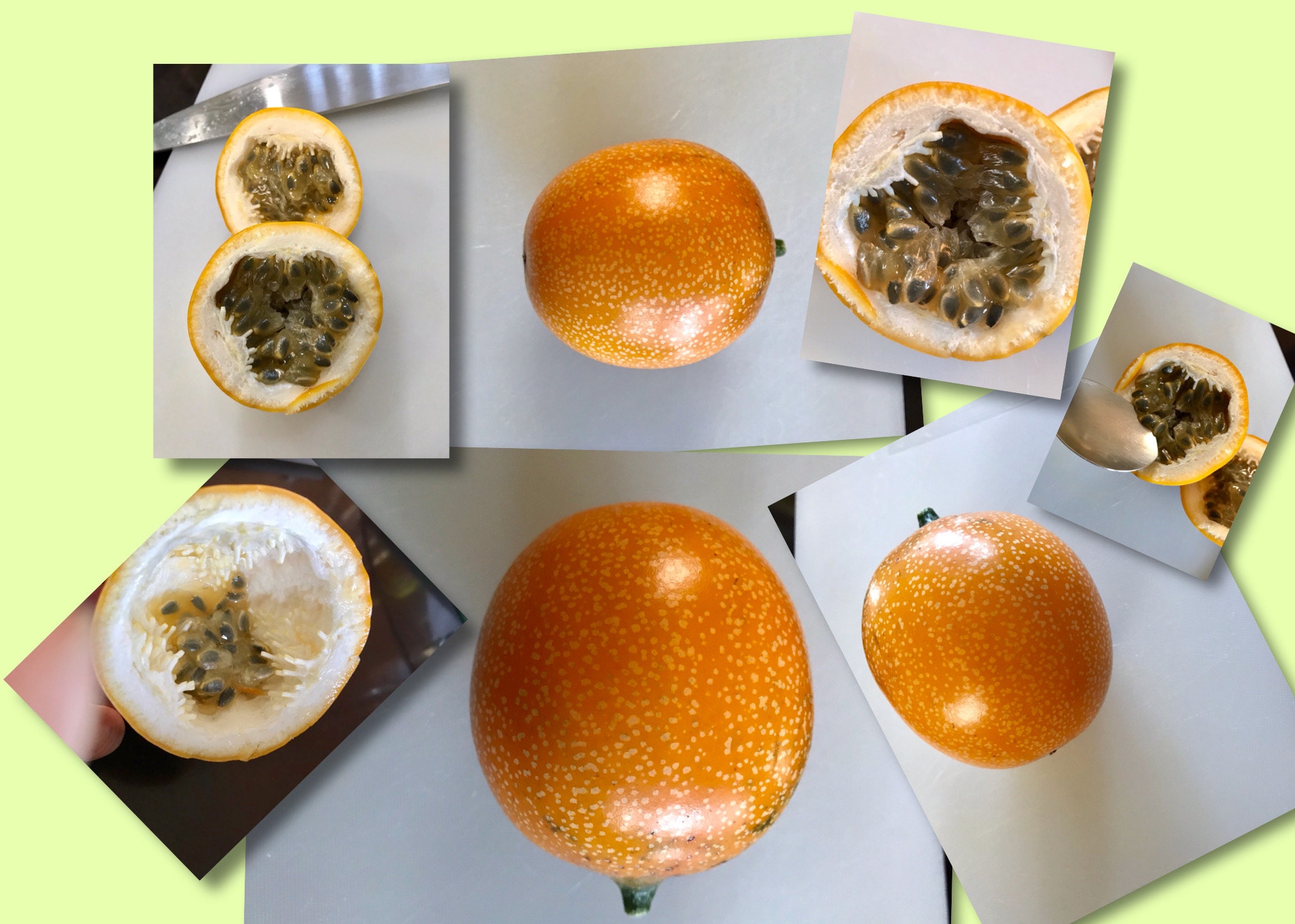 4 Rare Golden Passion Fruit Cuttings for Propagation Etsy