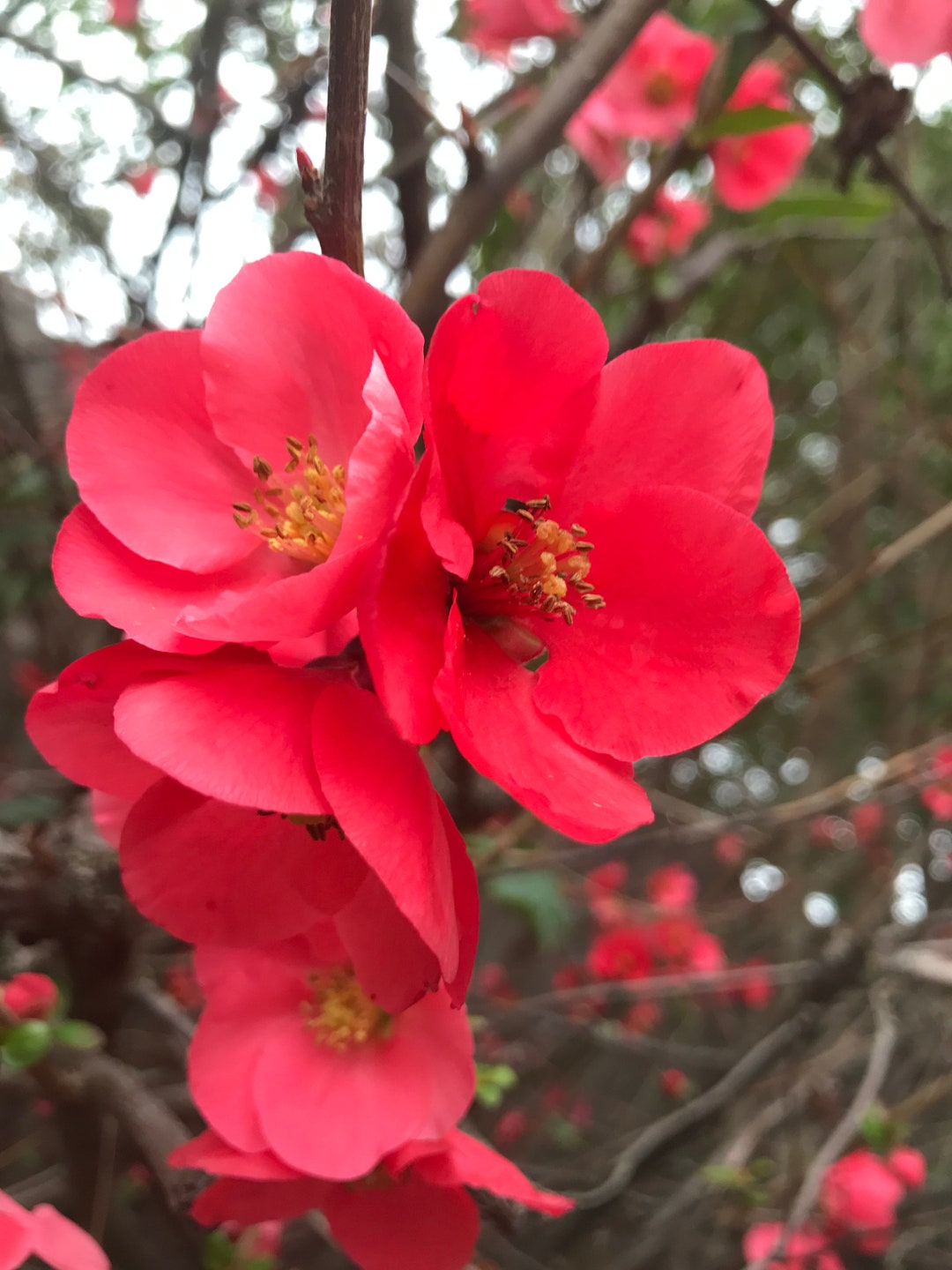 4 Flowering Quince Chaenomeles Cuttings for Propagations貼梗海棠 Etsy