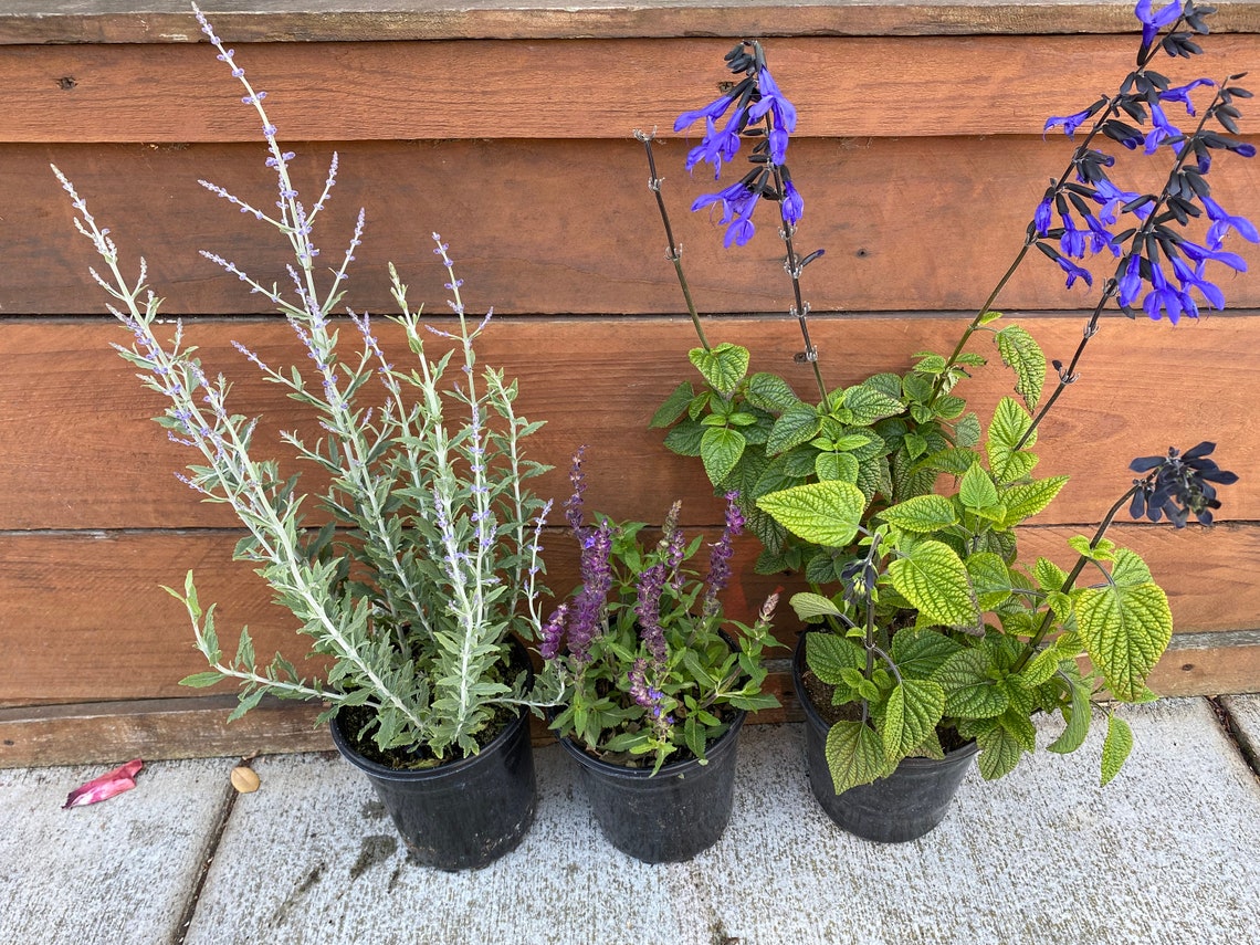 6 Cuttings in Total. Russian Sage Meadow Sage Blue Anise | Etsy