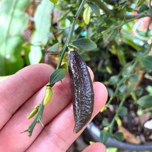 3 Finger Lime Cuttings for Your Propagation