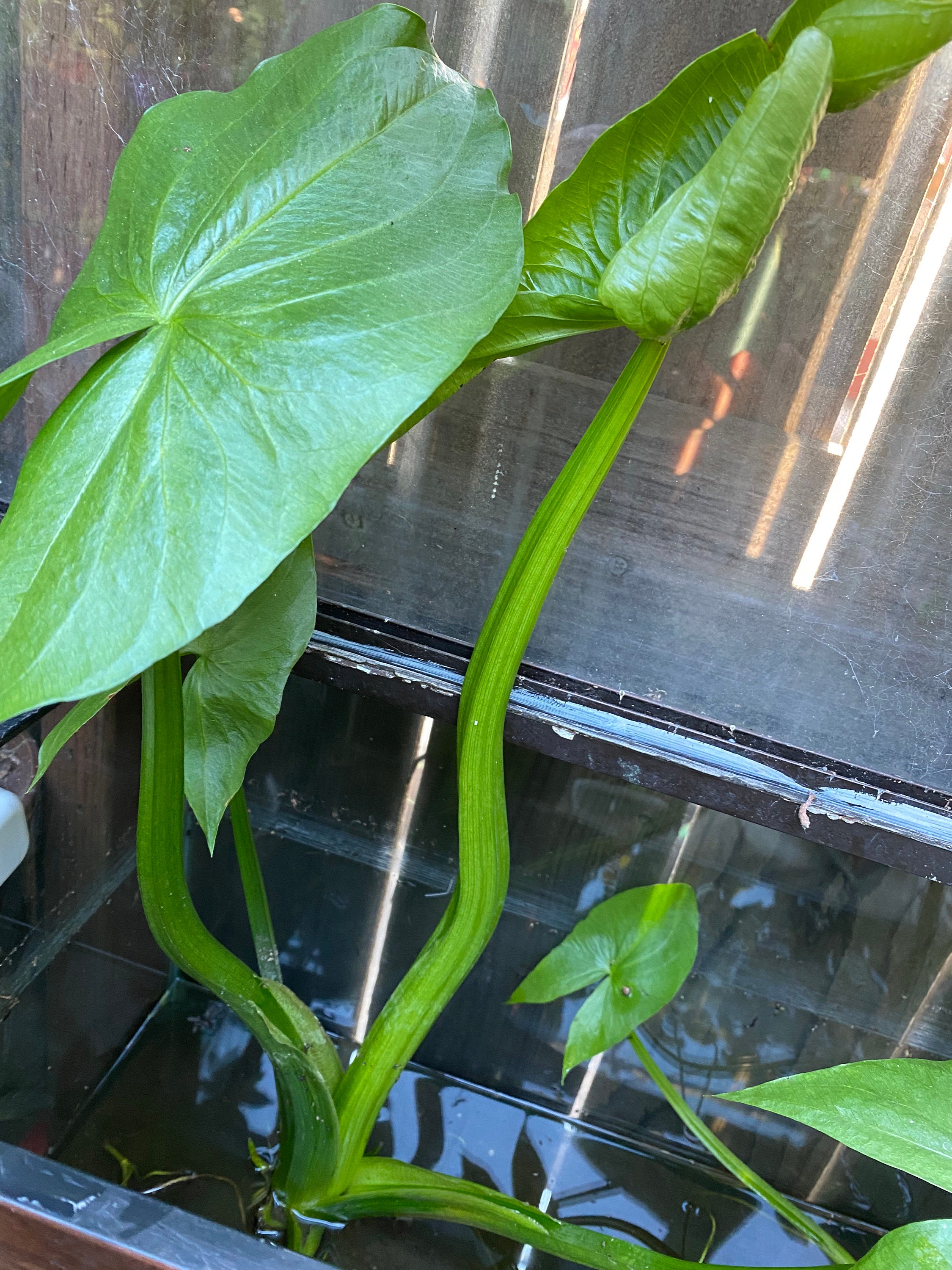 4 Edible Chinese Arrowhead Plants 蒔菇 Etsy