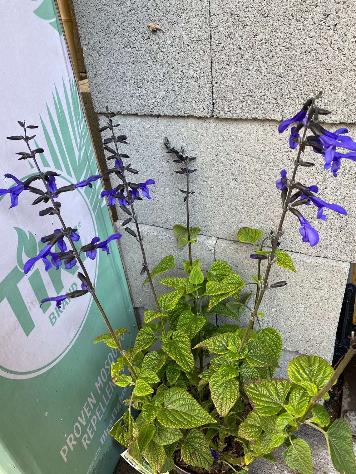 6 Cuttings in Total. Russian Sage Meadow Sage Blue Anise | Etsy