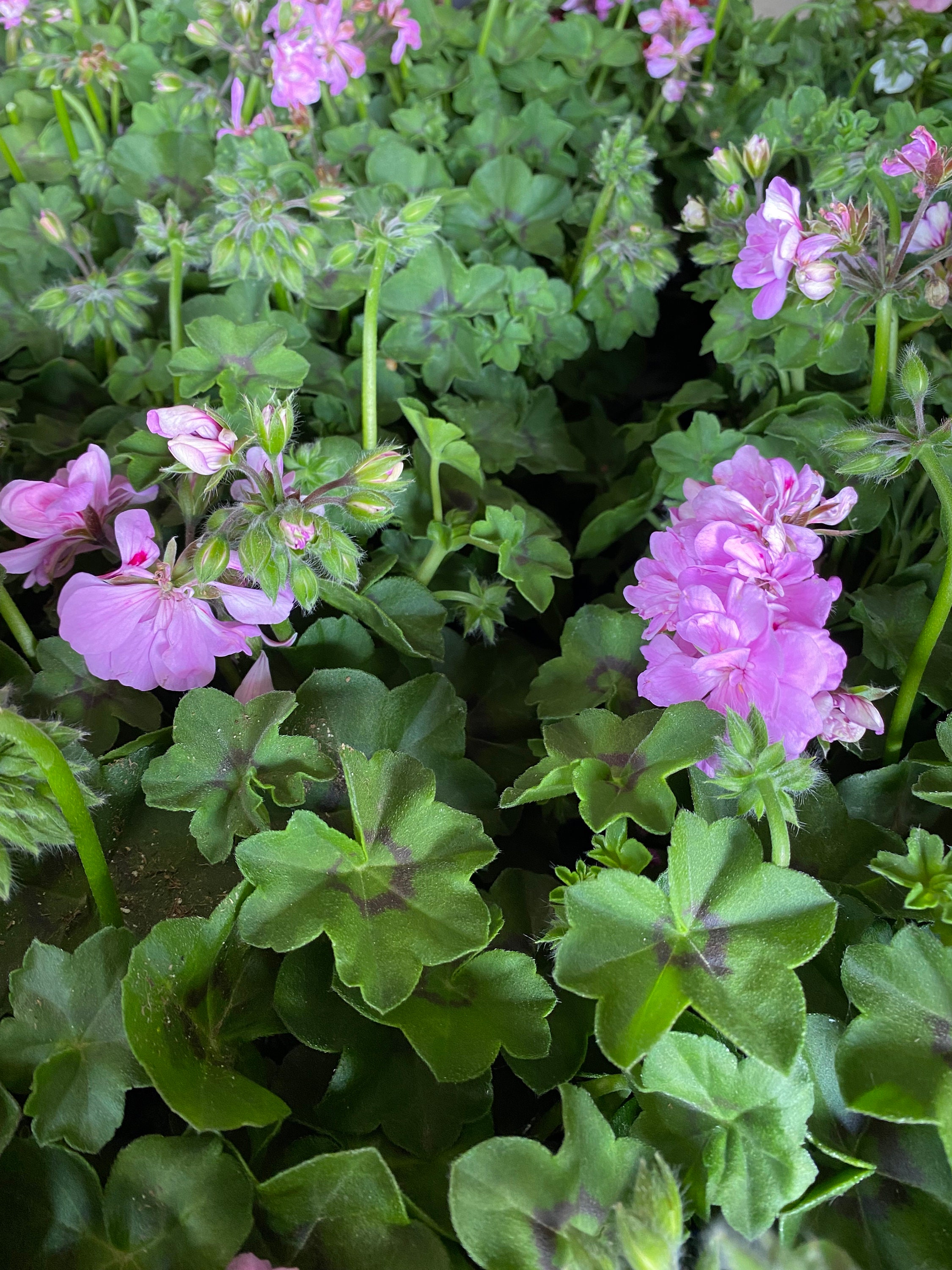 5 Geranium Cuttings In 5 Different Colors for Easy Etsy