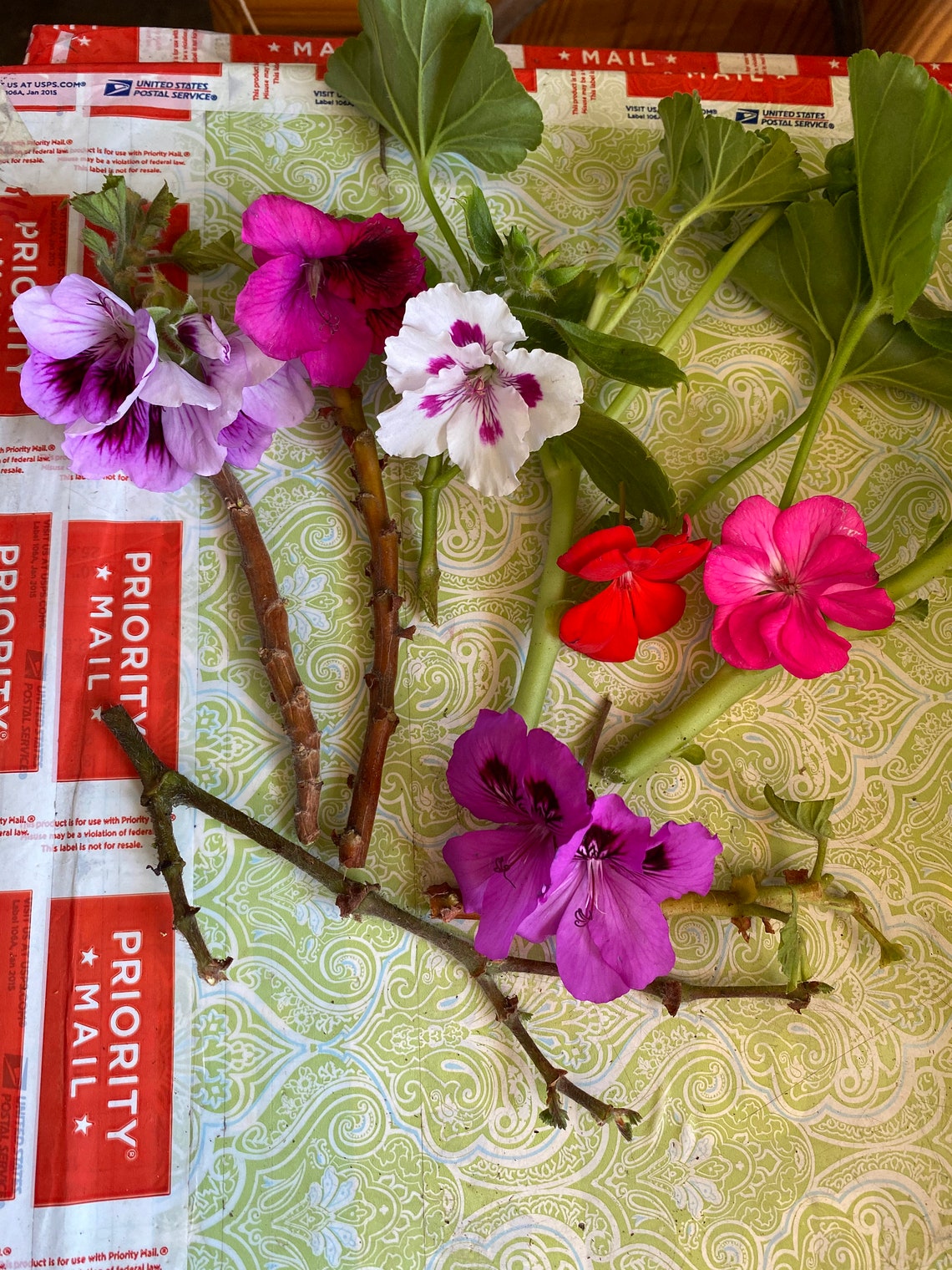 5 Geranium Cuttings In 5 Different Colors for Easy Etsy