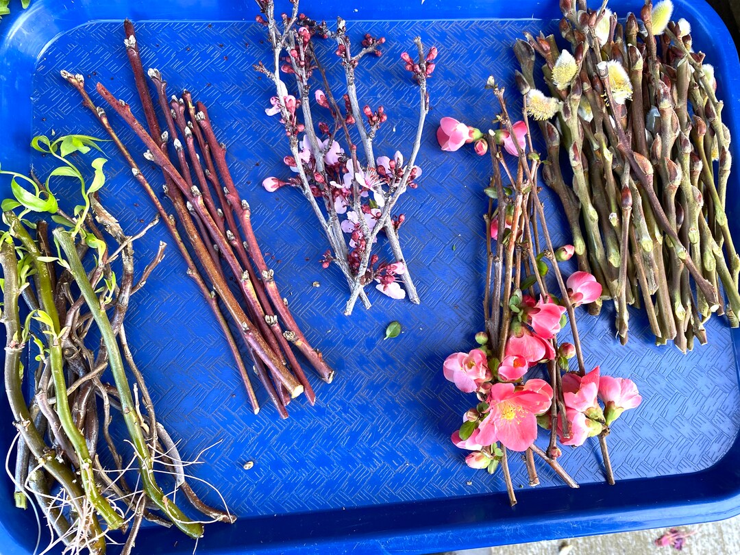 SPECIAL OFFER 4 MIX Cuttings for Propagation, From Flowering Quince