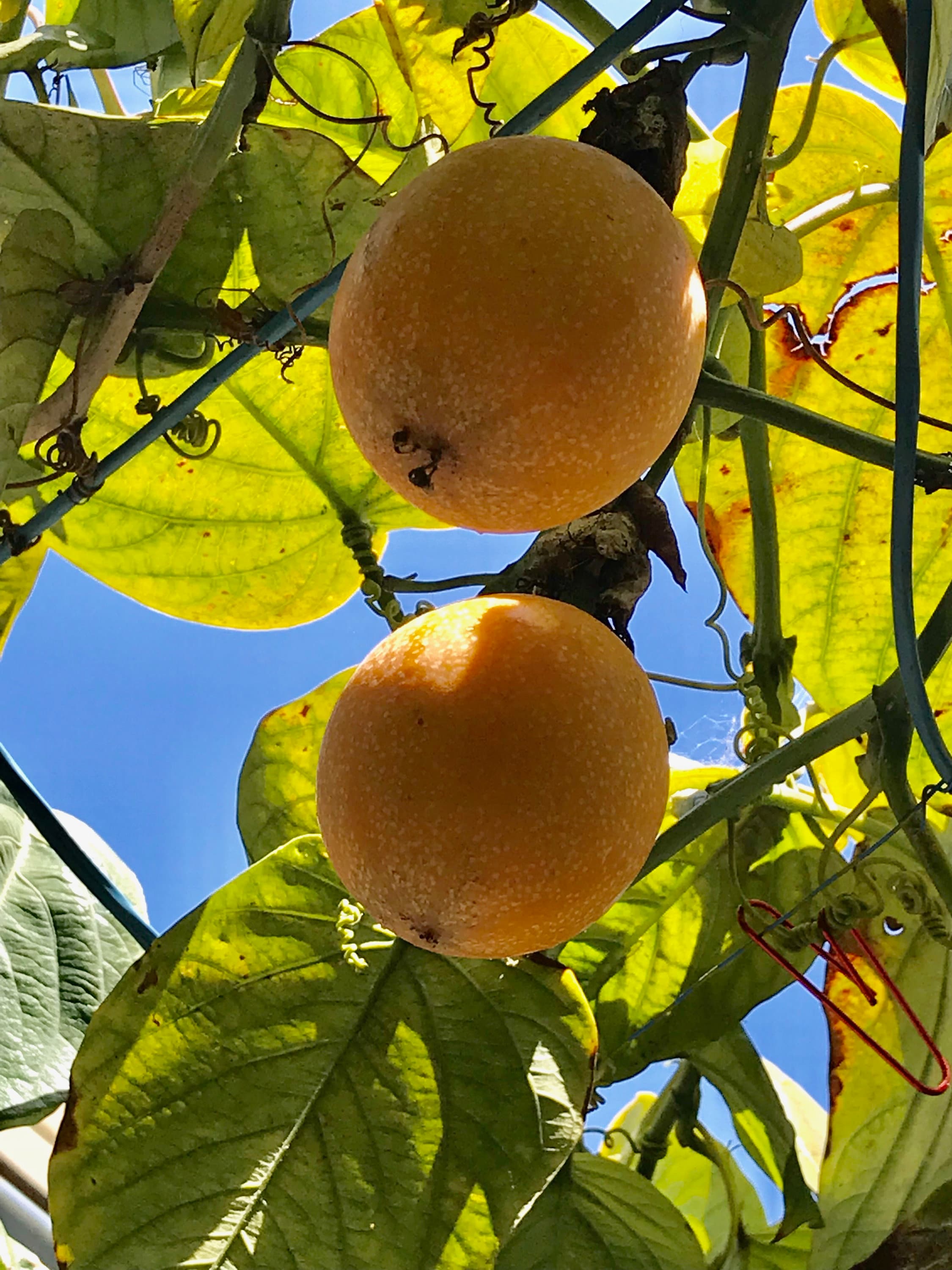 4 Rare Golden Passion Fruit Cuttings for Propagation Etsy