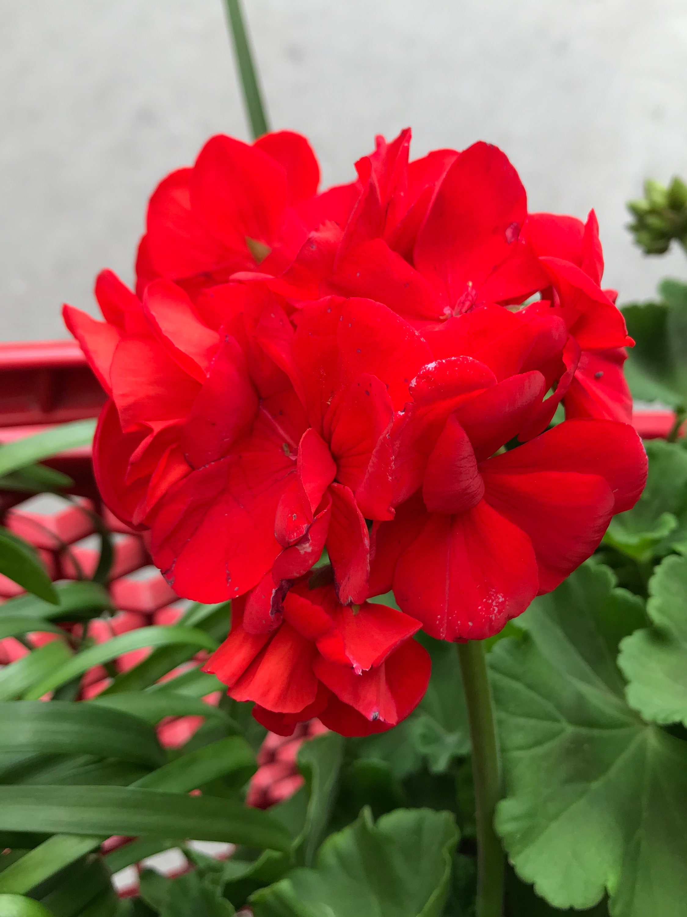 5 Geranium Cuttings In 5 Different Colors for Easy Etsy