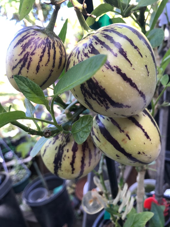 2 Pepino Melon Live Starter Plants人参果 Etsy