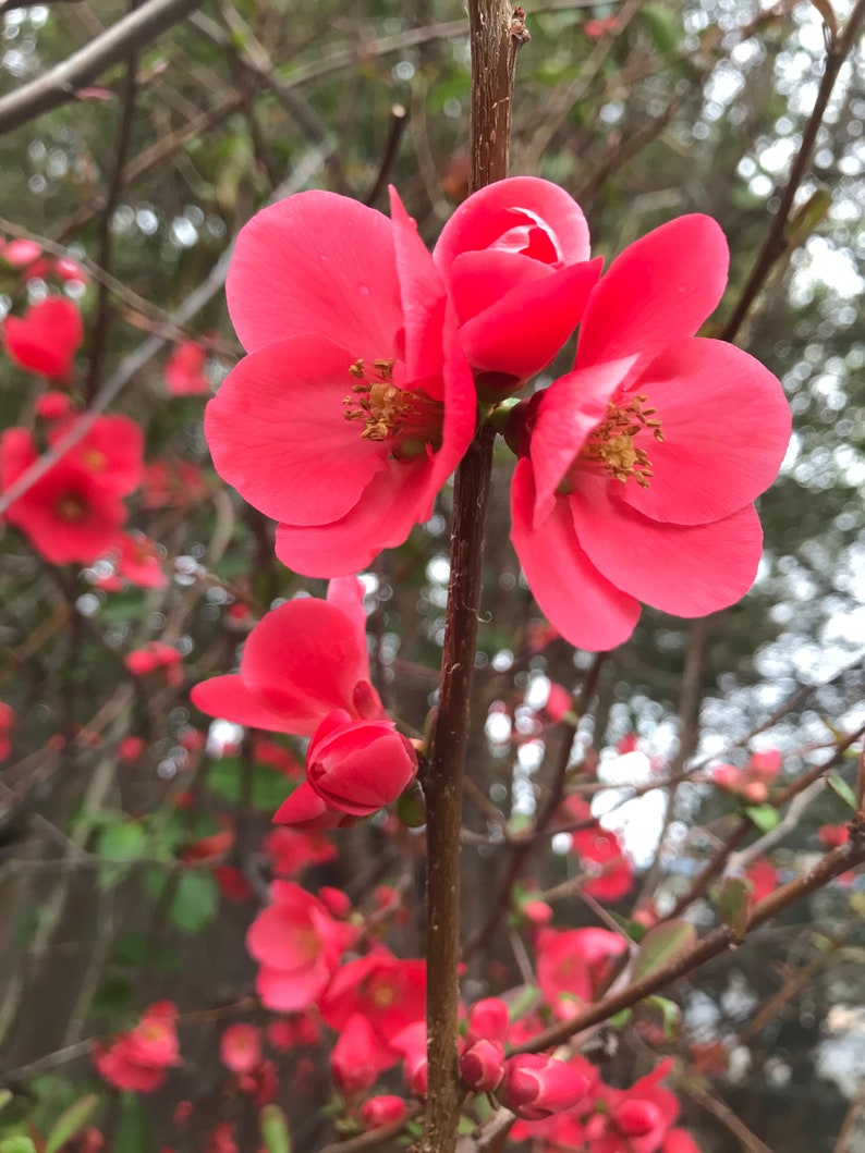 4 Flowering Quince Chaenomeles Cuttings for Etsy