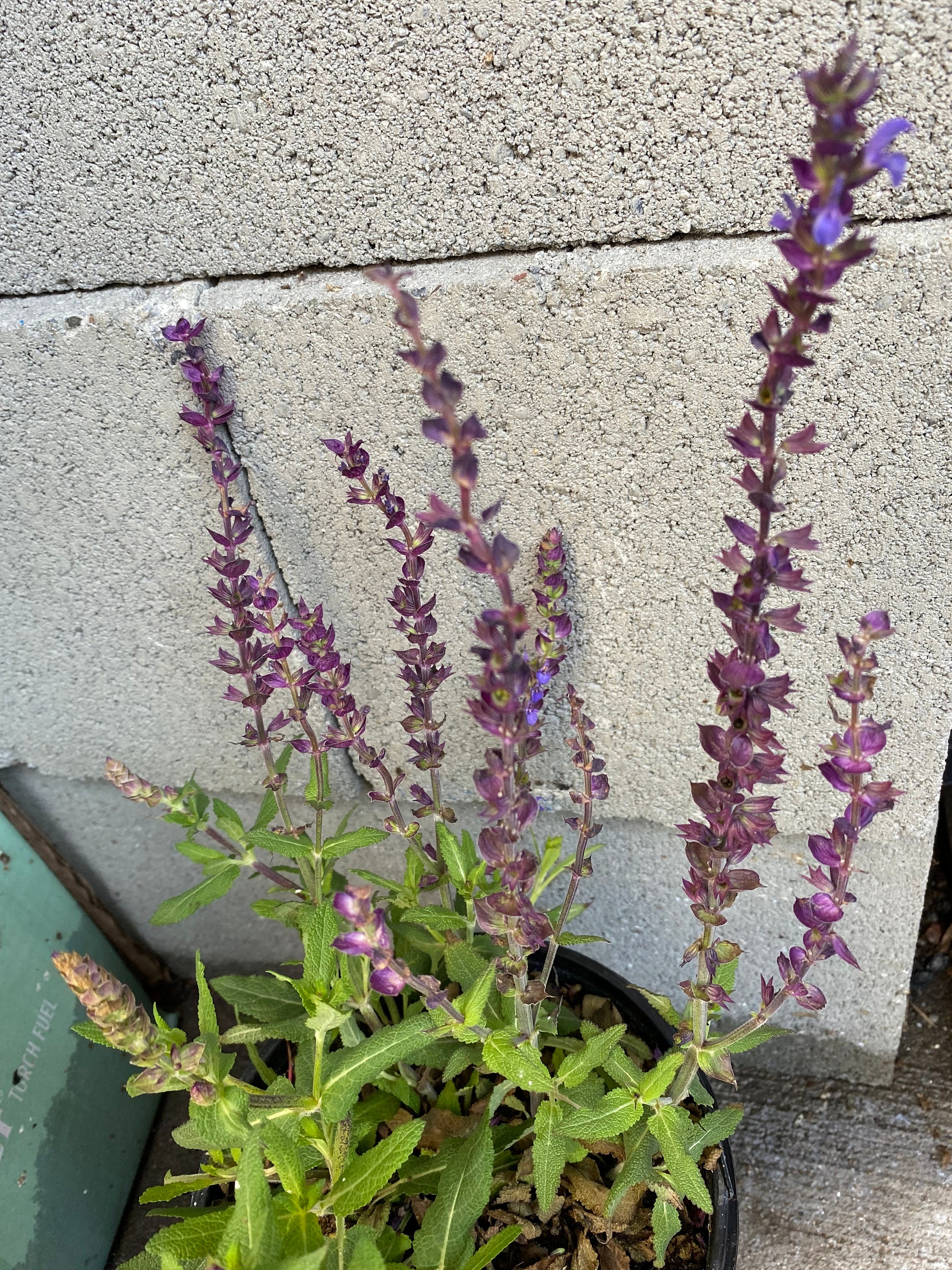 6 Cuttings in Total. Russian Sage Meadow Sage Blue Anise | Etsy