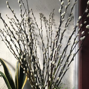 Artificial Pussy Willow Branches 31in (Set of 12) - Save-On-Crafts