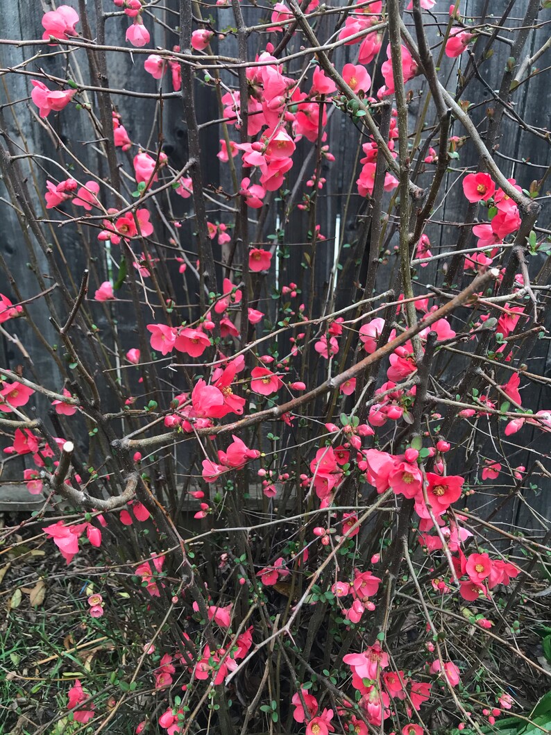 4 Flowering Quince Chaenomeles Cuttings for Etsy