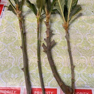 5 Loquat 枇杷樹, Eriobotrya Japonica Cuttings For Grafting /Propagation