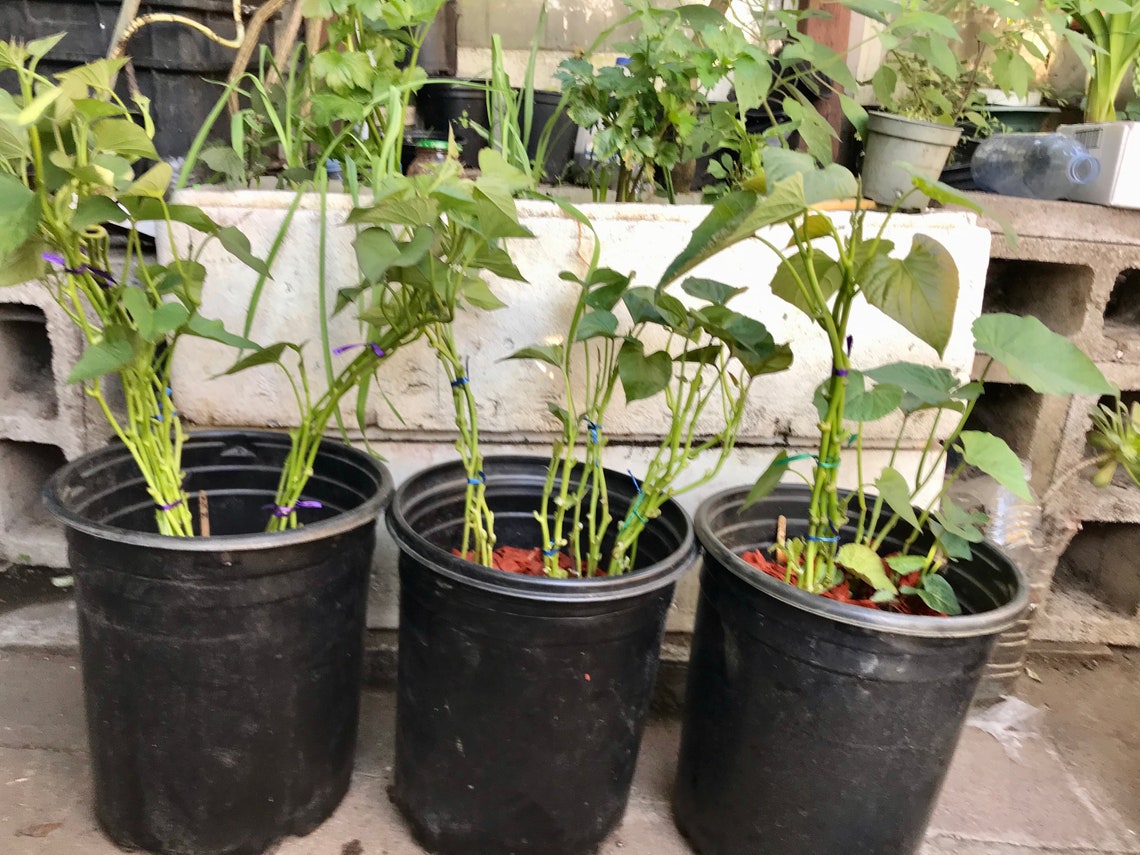 4 Live Sweet Potato yam Starter Plants Etsy