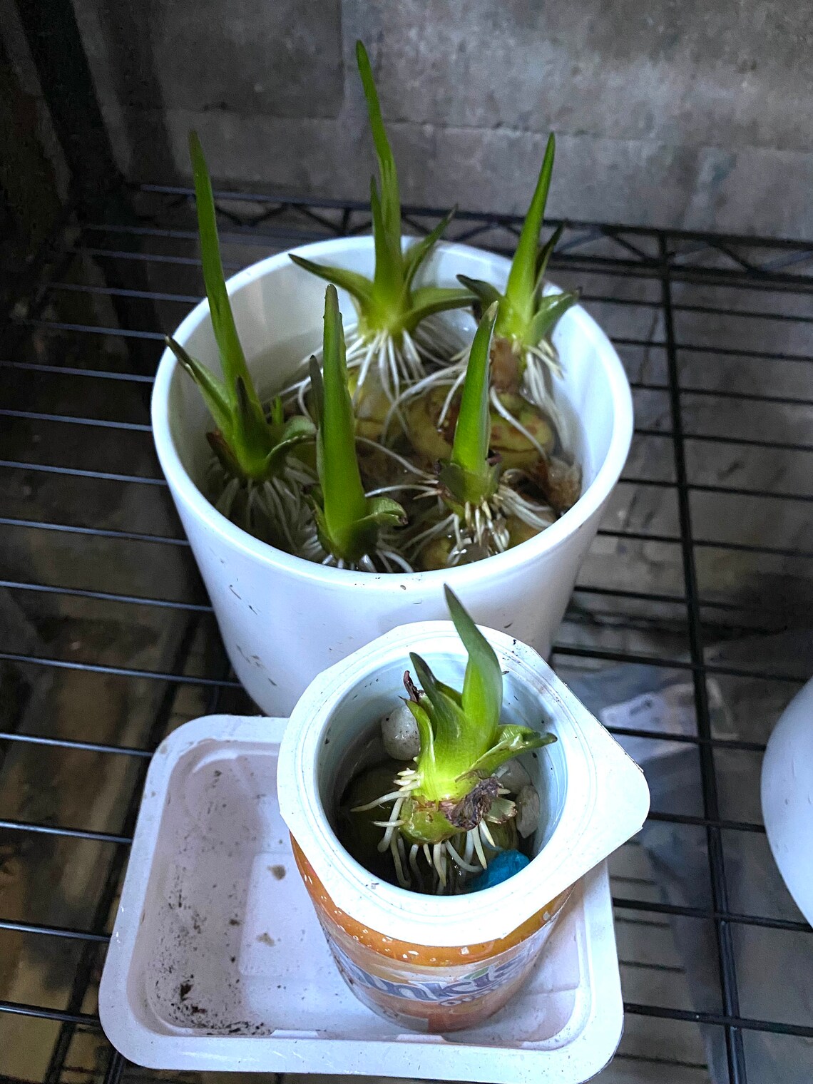 4 Edible Chinese Arrowhead Plants 蒔菇 Etsy