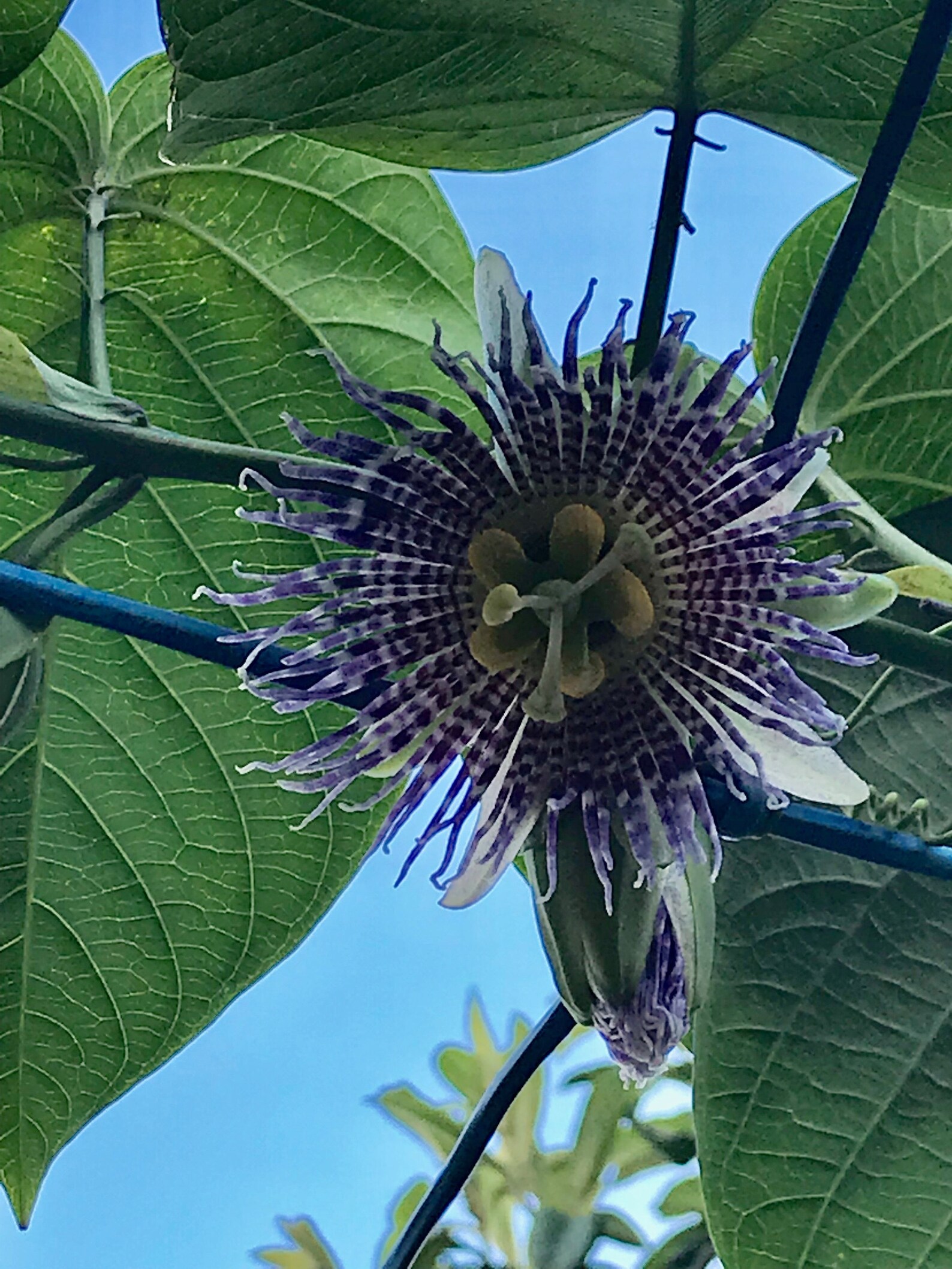 4 Rare Golden Passion Fruit Cuttings for Propagation Etsy