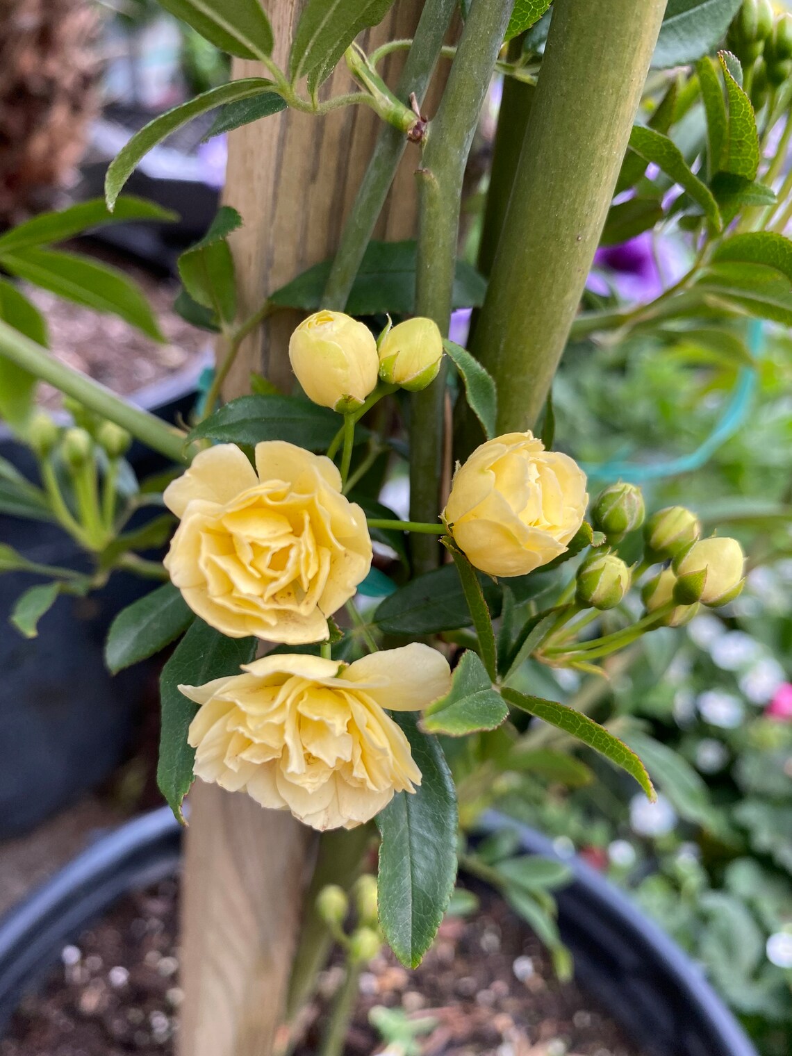 2 RARE Yellow Lady Banks Climbing Rose Cuttings for Etsy