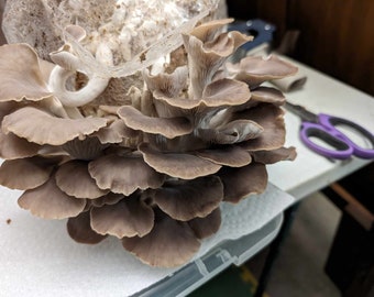 Italian Oyster (Pleurotus pulmonarius) - Inoculated & Ready to Fruit Mushroom Grow Kit - Great for Beginners!