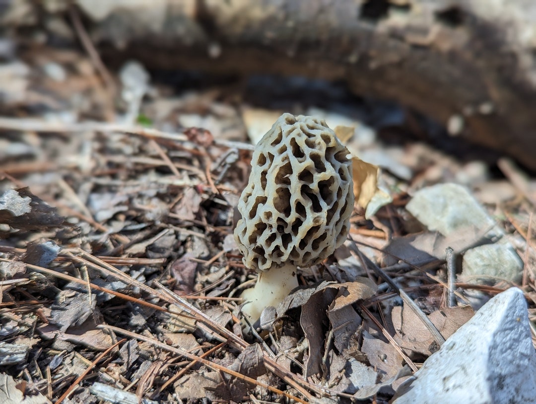 TWO Black Morel M. Importuna Mushroom Grow Kits Hardwood Sawdust Spawn