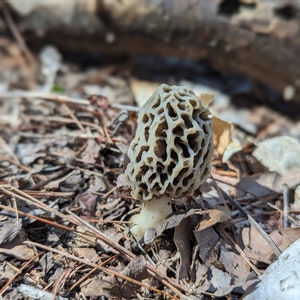 TWO Black Morel (M. importuna) Mushroom Grow Kits! - Hardwood Sawdust Spawn for Outdoor Beds