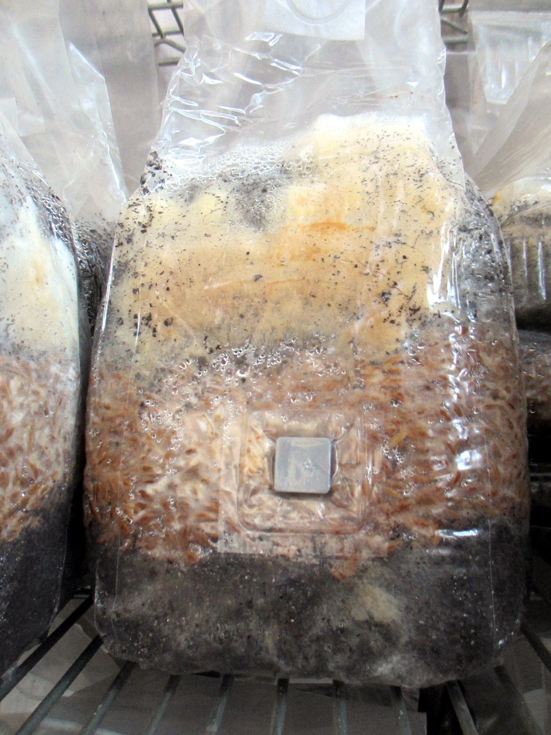 Black Morel M. Importuna Mushroom Grow Kit Mixed Media Spawn Bag Morel