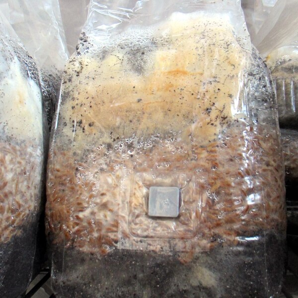 Black Morel (M. importuna) Mushroom Grow Kit - Mixed Media Spawn Bag - Morel Spawn for Outdoor Beds or Sclerotia