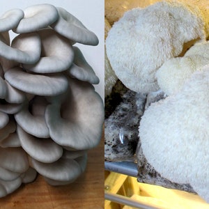 Lion's Mane + King Blue Oyster 2 Pack Combo - Gourmet Mushroom Beginners Grow Kit - 5 lb Fruiting Blocks